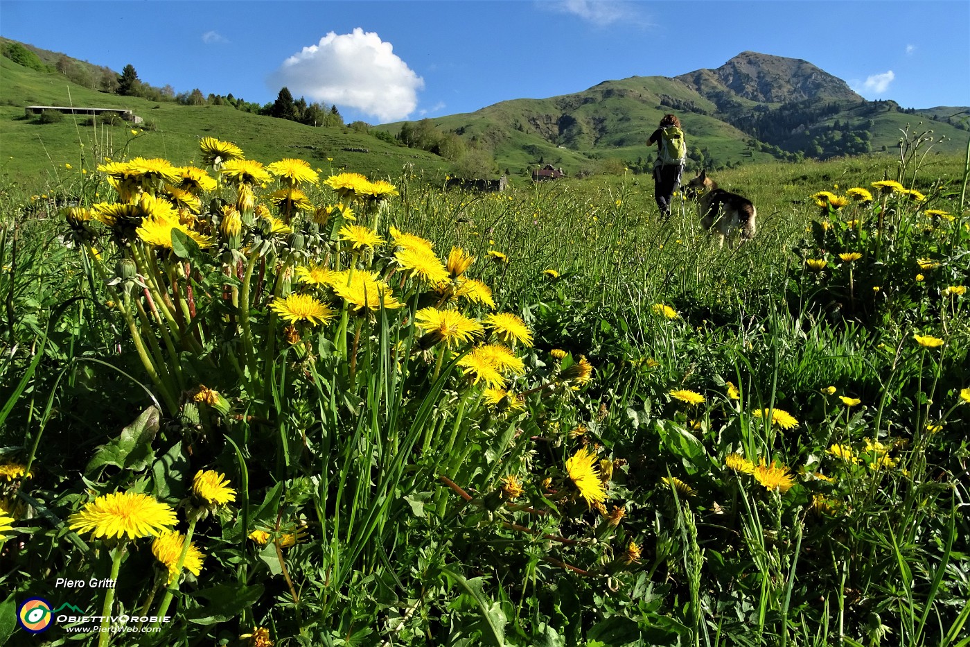 19 Seguiamo sentierino nel prato fiorito di giallo tarassaco.JPG